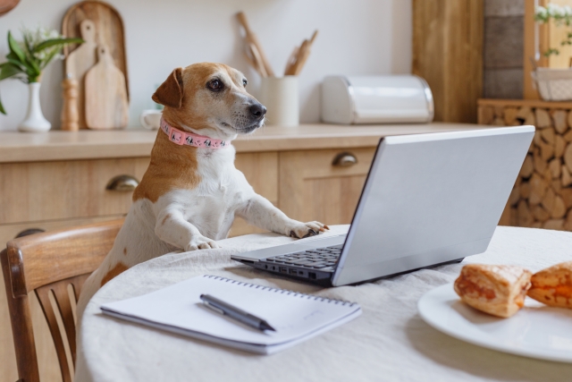 社内ＳＥの犬